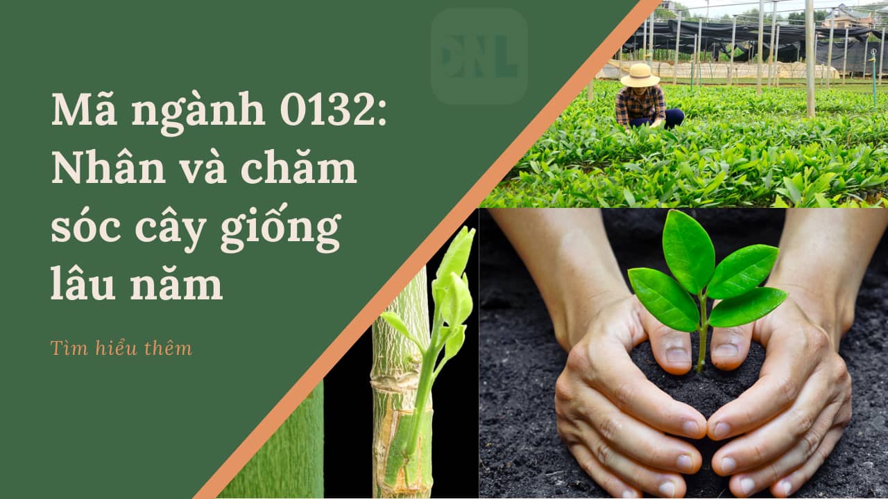 Mã ngành 0132 Nhân và chăm sóc cây giống lâu năm