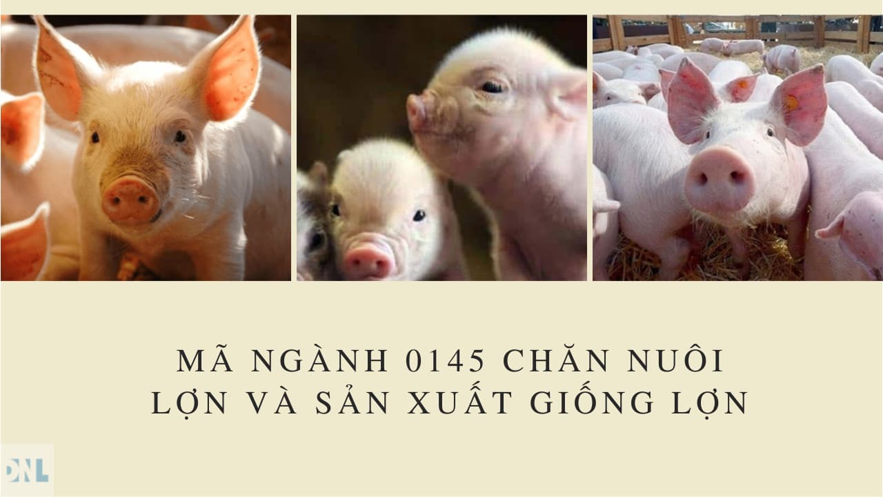Mã ngành 0145 Chăn nuôi lợn và sản xuất giống lợn