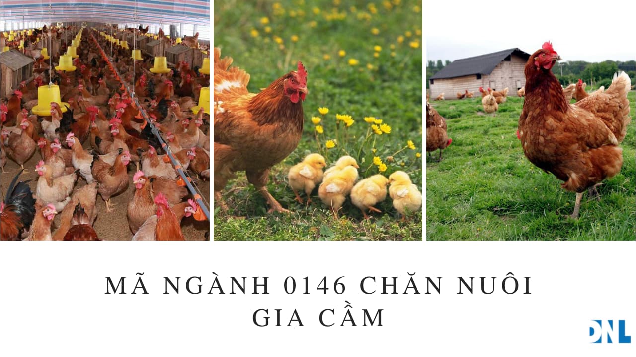 Mã ngành 0146 Chăn nuôi gia cầm