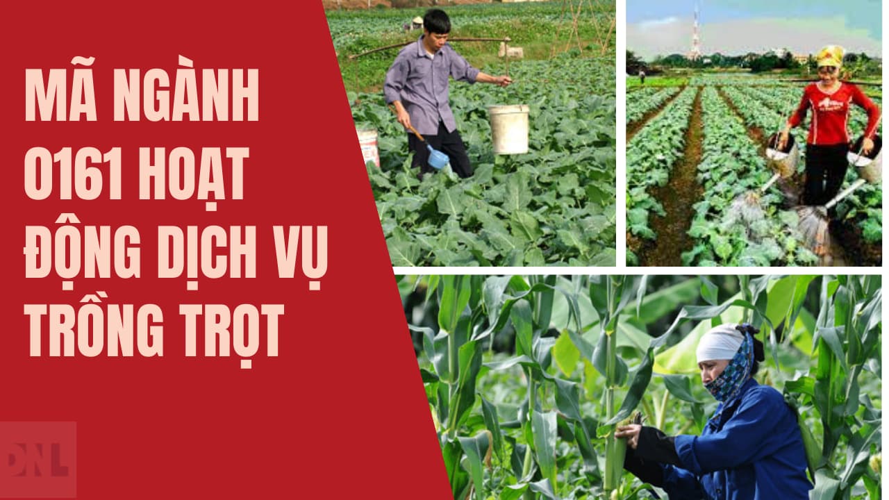 Mã ngành 0161 Hoạt động dịch vụ trồng trọt
