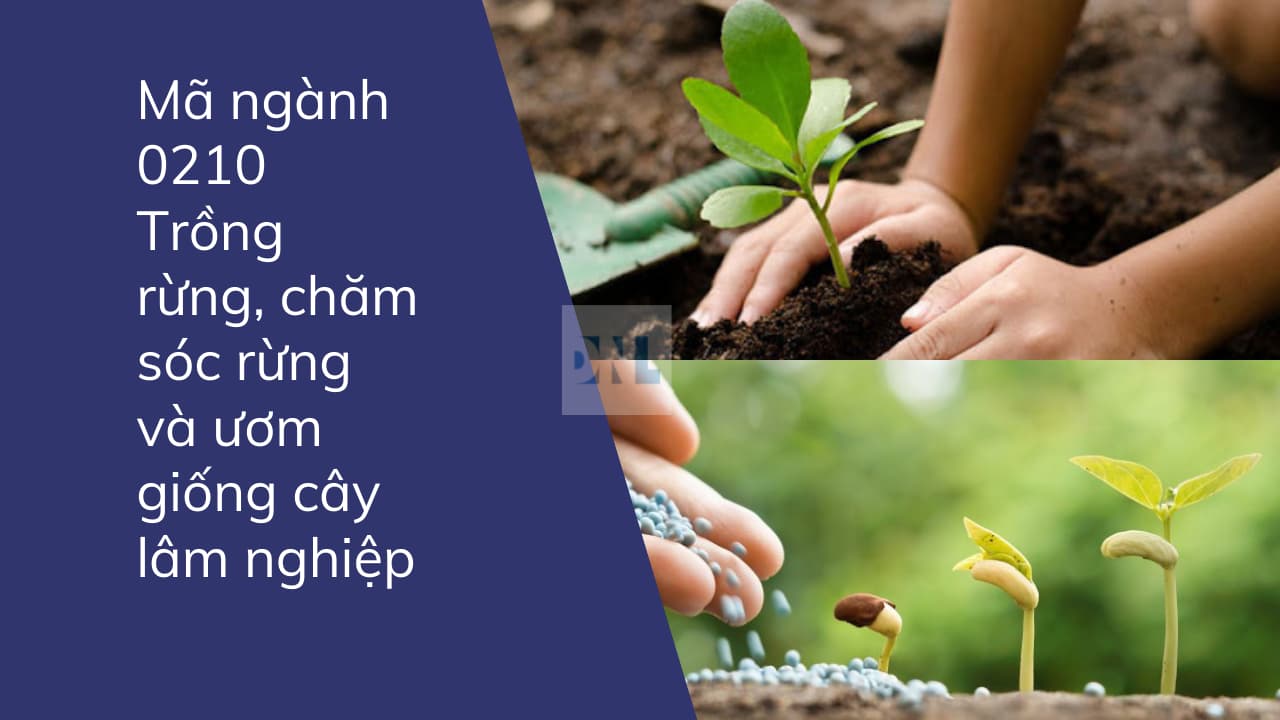 Mã ngành 0210 Trồng rừng, chăm sóc rừng và ươm giống cây lâm nghiệp